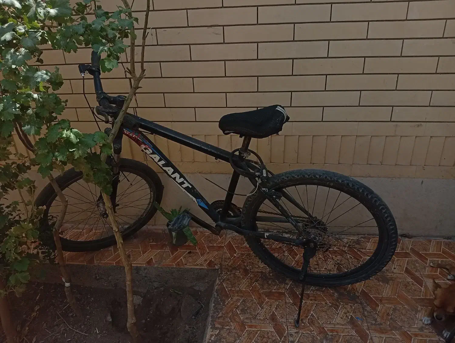 چرخ ۲۶گالانت|دوچرخه، اسکیت، اسکوتر|بم, |دیوار