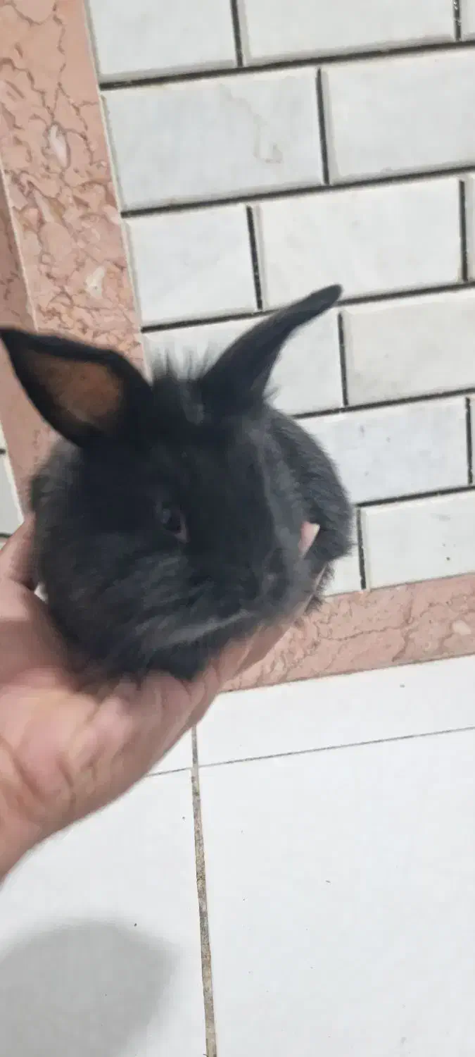 خرگوش از نژاد لپ|موش و خرگوش|بندرعباس, |دیوار