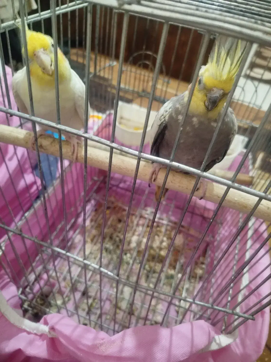 عروس هلندی|پرنده|شیراز, کوشک میدان|دیوار