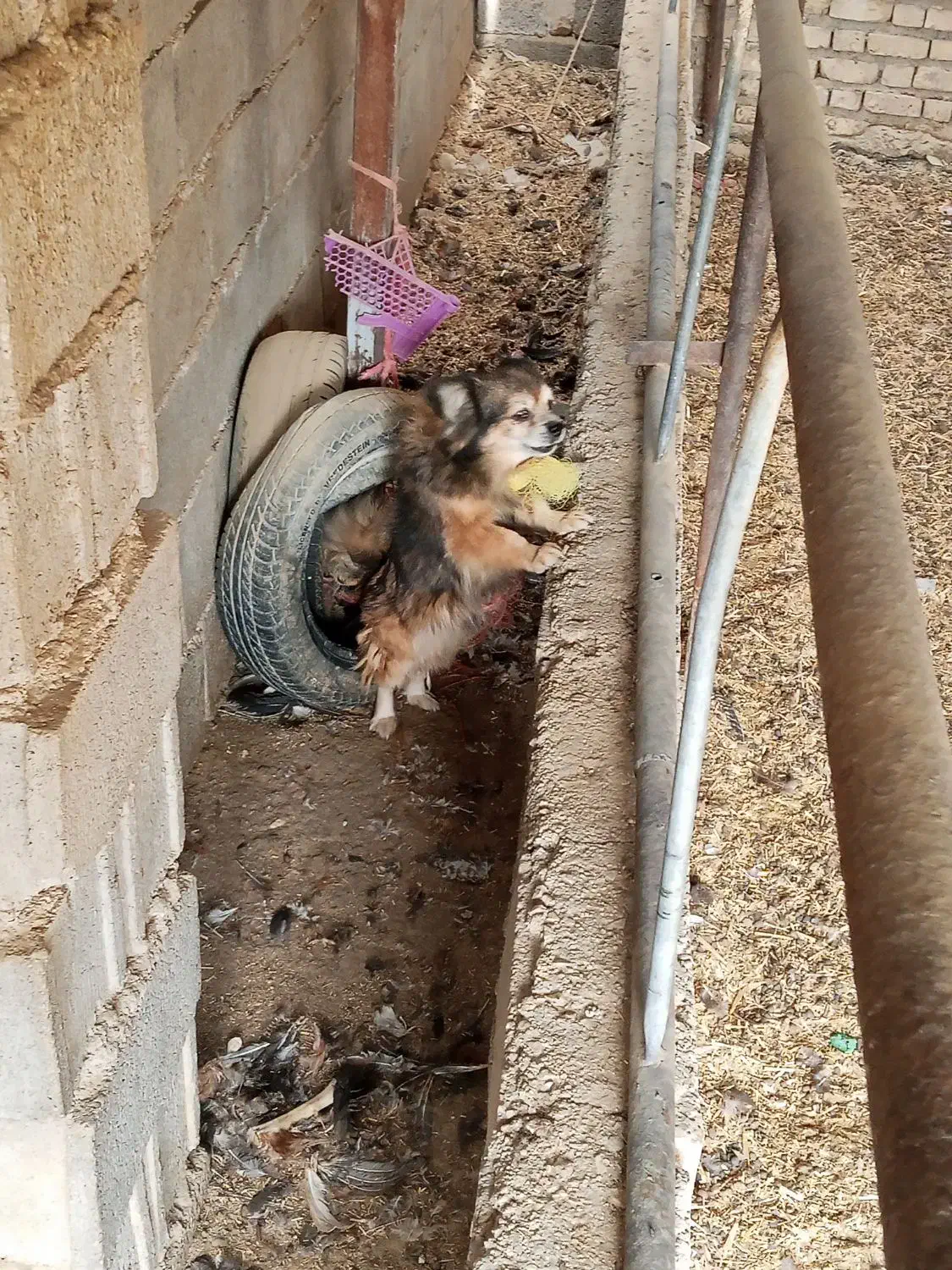 سگ پامرانین|سگ|داراب, |دیوار