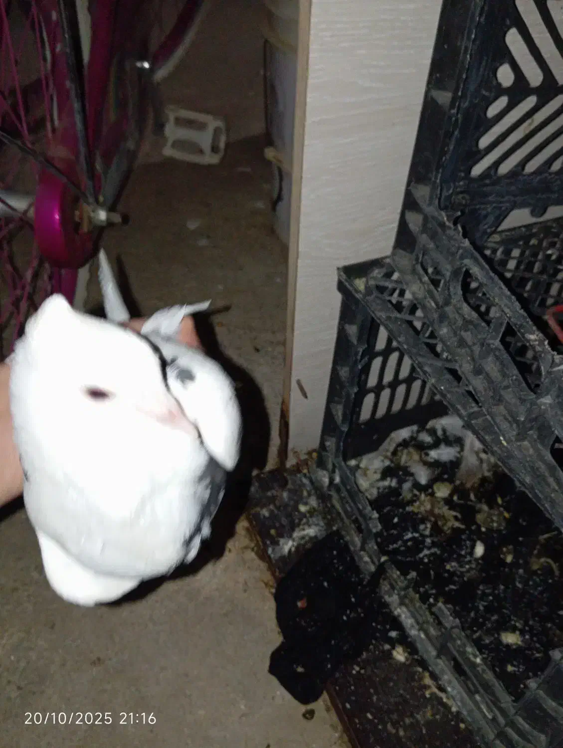 6کببوتر یا معامله|پرنده|دالاهو, |دیوار