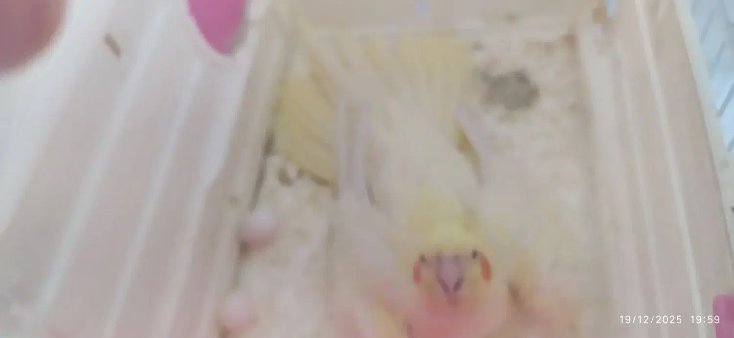 جفت عروس هلندی مولد|پرنده|مشهد, ایثار|دیوار