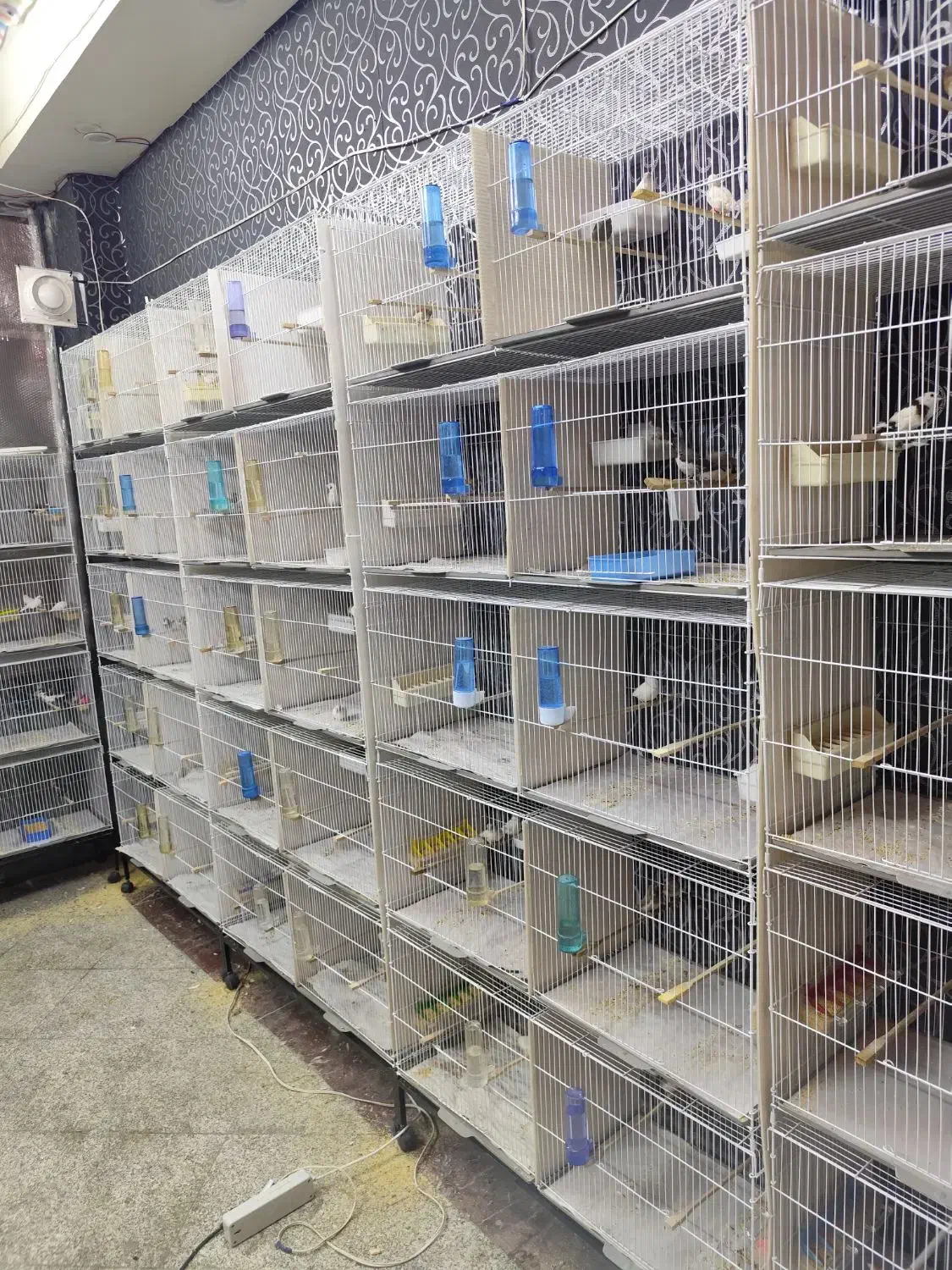 جوجه پارسون|پرنده|ری, دولت‌آباد|دیوار