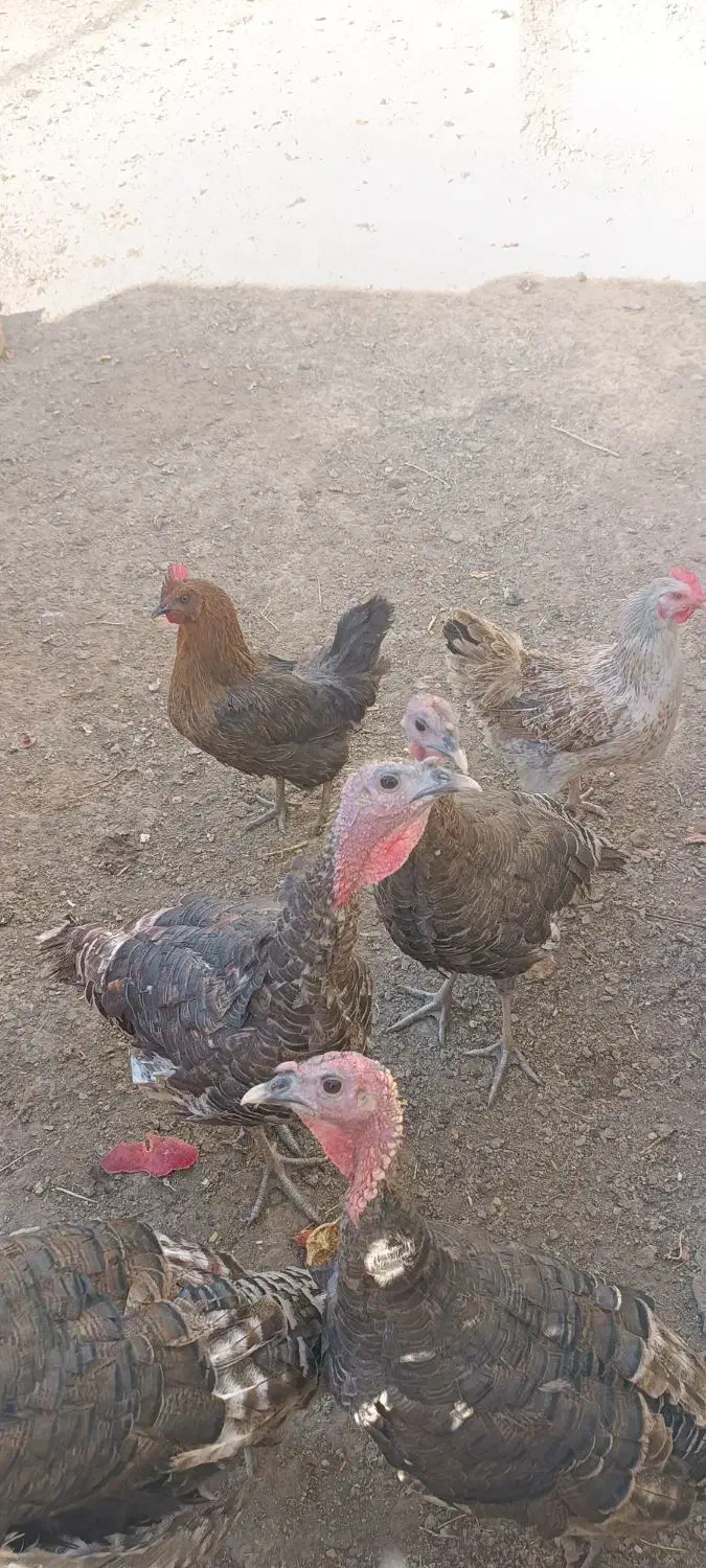 بوقلمون برنز|حیوانات مزرعه|ساوه, |دیوار