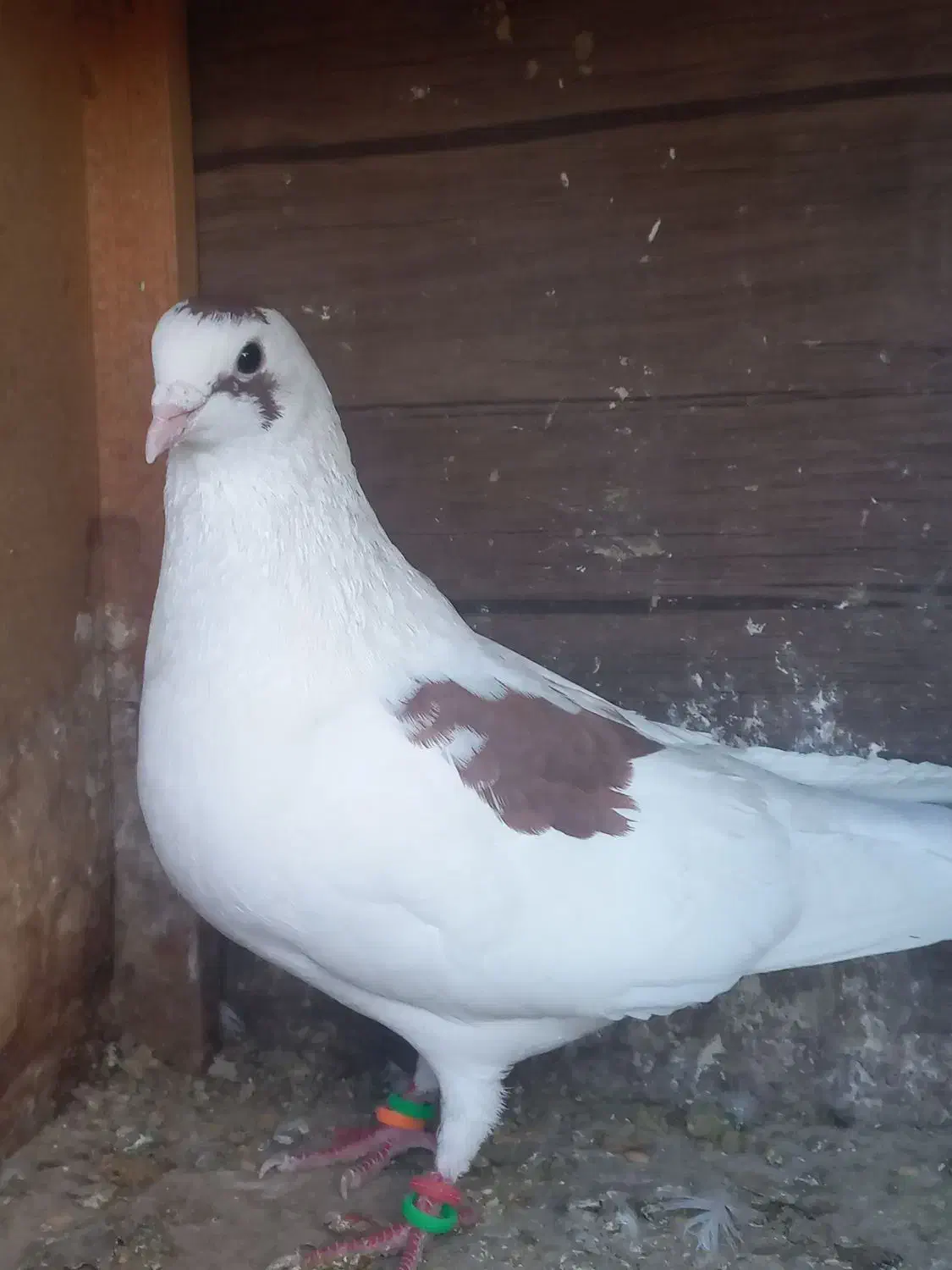 گرفتنی|پرنده|شیراز, کوشک میدان|دیوار