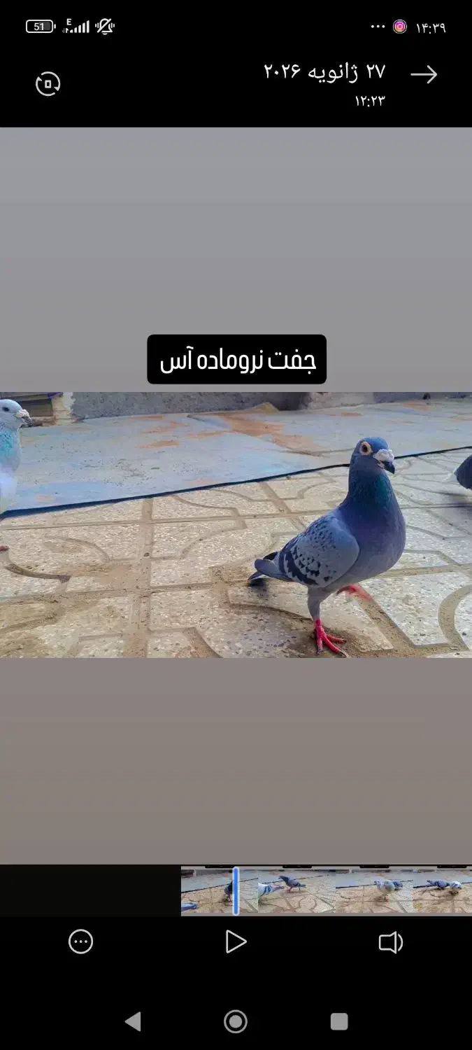 ماده پولک|پرنده|مشهد, کوشش|دیوار