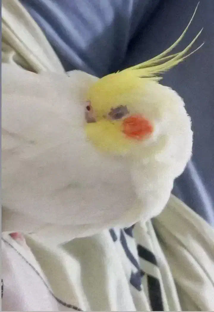 گمشده|پرنده|تربت جام, فاز ۳ فرهنگیان|دیوار