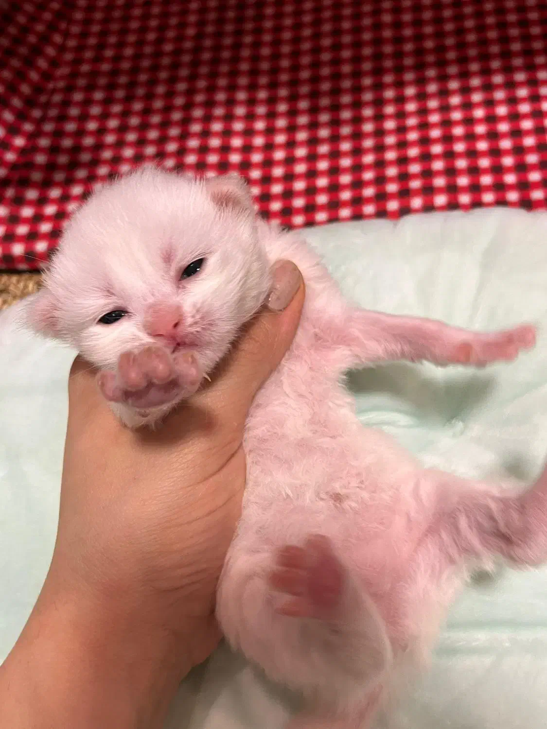 رزرو رزرو گربه بریتیش سفید|گربه|نوشهر, |دیوار