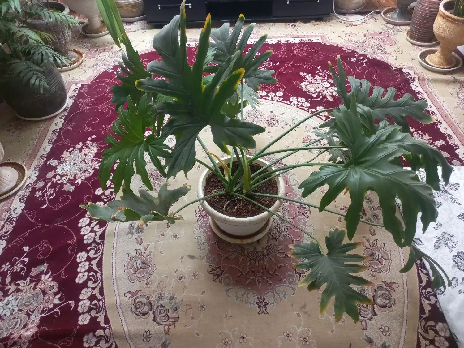 برگ انجیری فر|گل و گیاه طبیعی|آباده, |دیوار