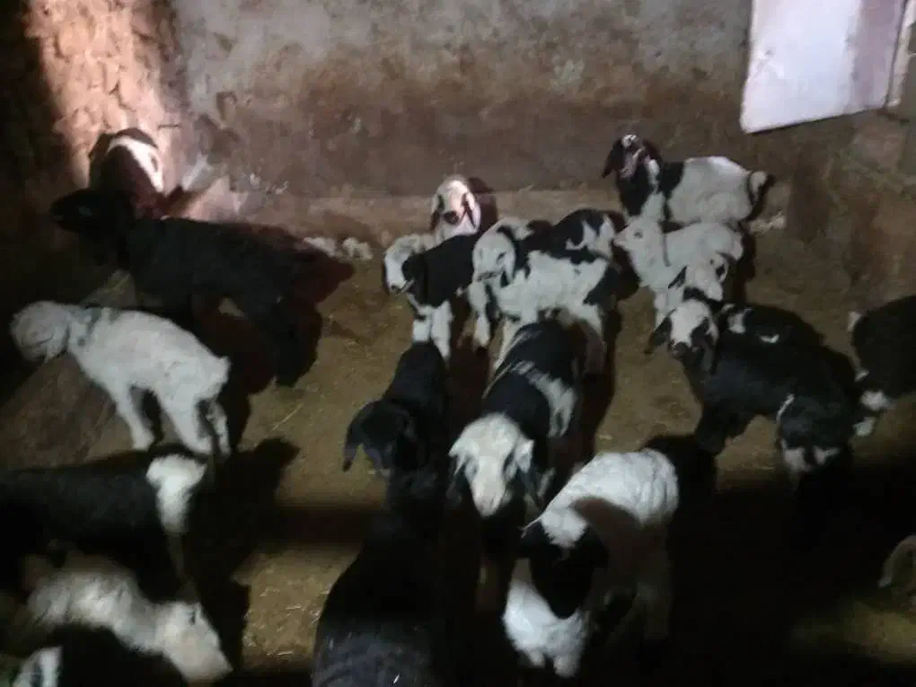 میش بره دار و سرگلون|حیوانات مزرعه|ارژن, |دیوار