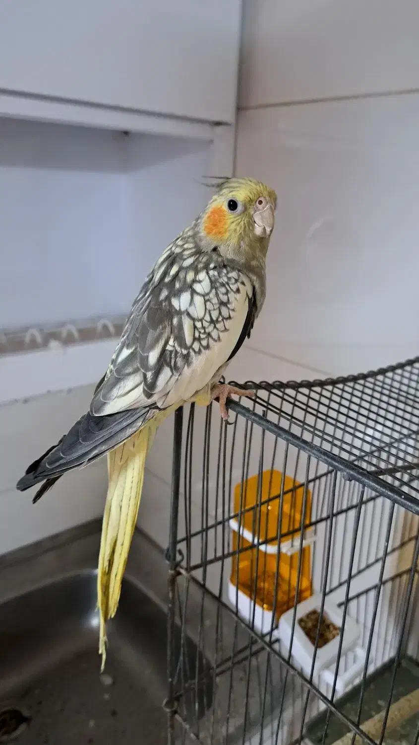 فروش فوری عروس هلندی بالغ|پرنده|قم, شاه سید علی|دیوار