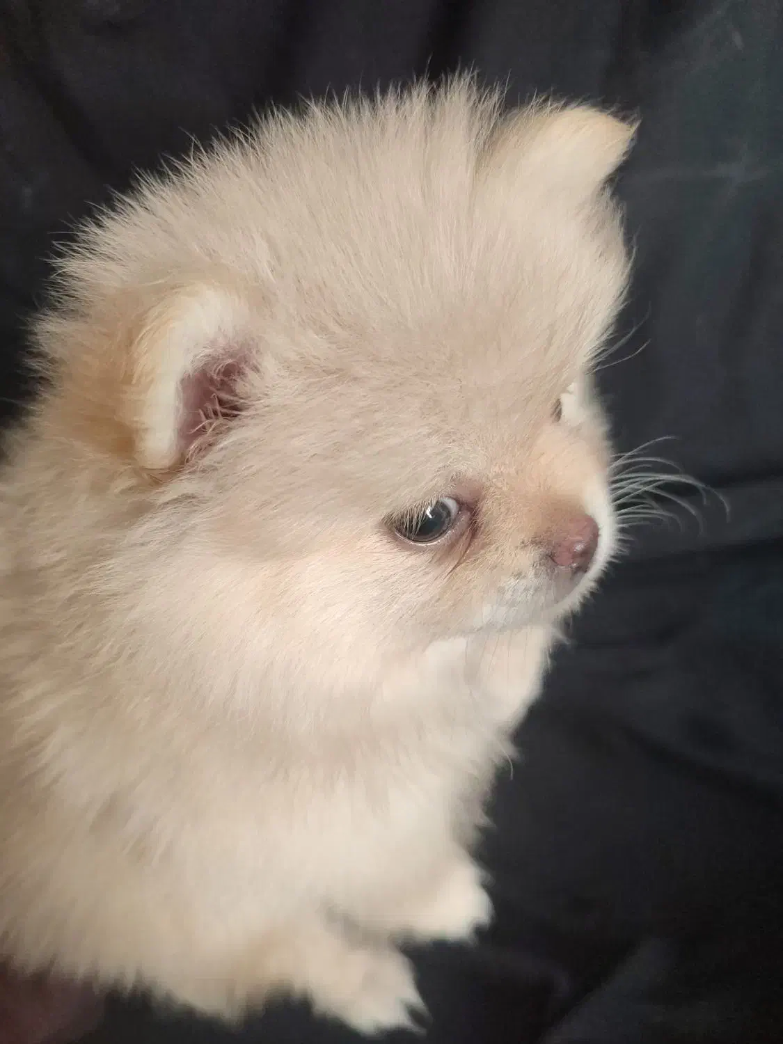 فقط 10پامر|سگ|بندرعباس, |دیوار