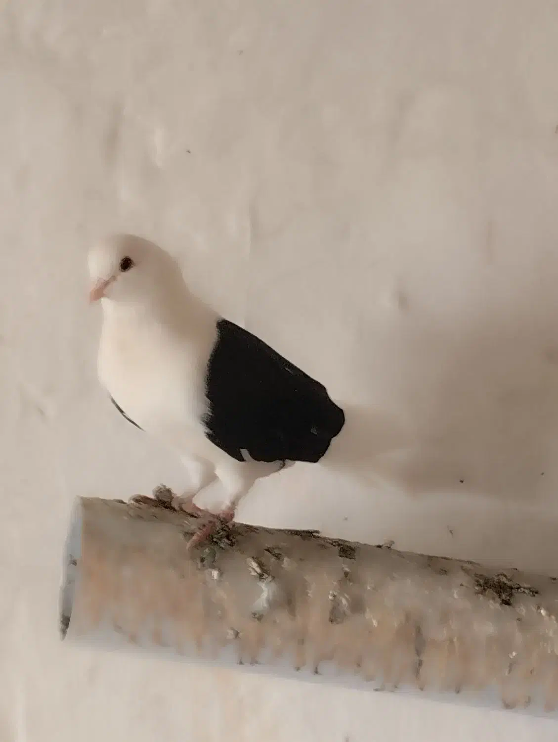 کبوتر ترکیه ایناق هواگیر|پرنده|گرمی, |دیوار
