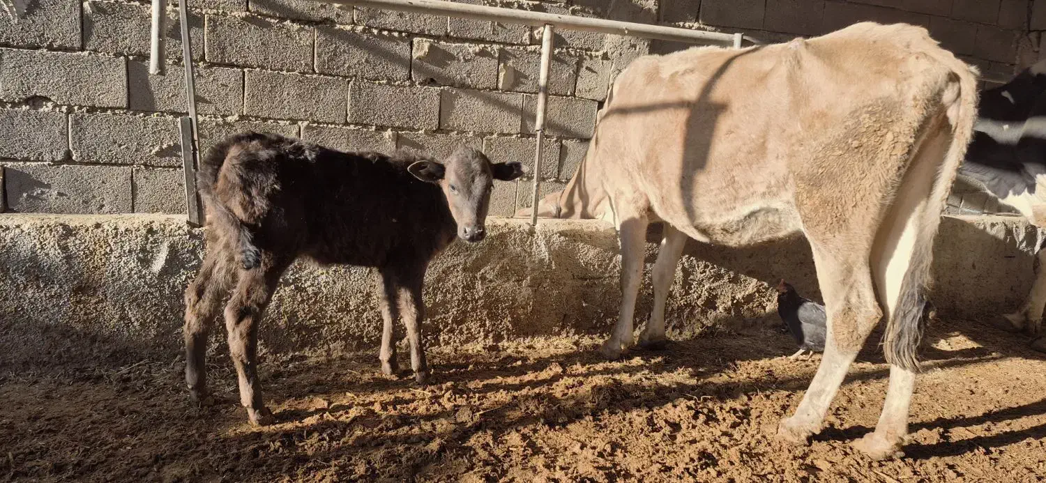 گاوگوساله|حیوانات مزرعه|مسجد سلیمان, |دیوار