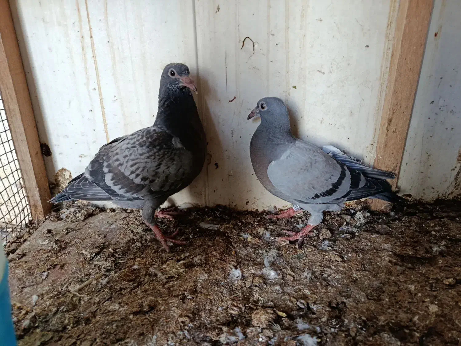 جوجه پلاکی کبوتر|پرنده|سعدآباد, |دیوار