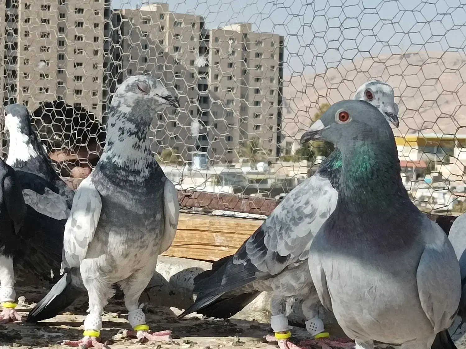 15جفت کفتر دست اولی شب بازی|پرنده|شیراز, سهل‌آباد|دیوار