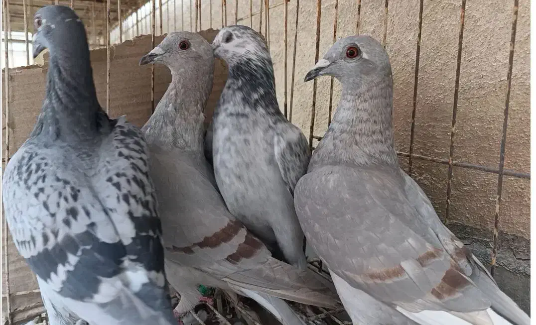 جوجه پلاکی و جوجه سینه ای|پرنده|اهواز, فولادشهر|دیوار