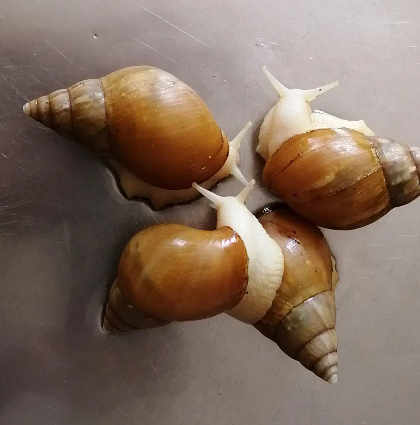 حلزون|خزنده|اصفهان, باغ فردوس|دیوار