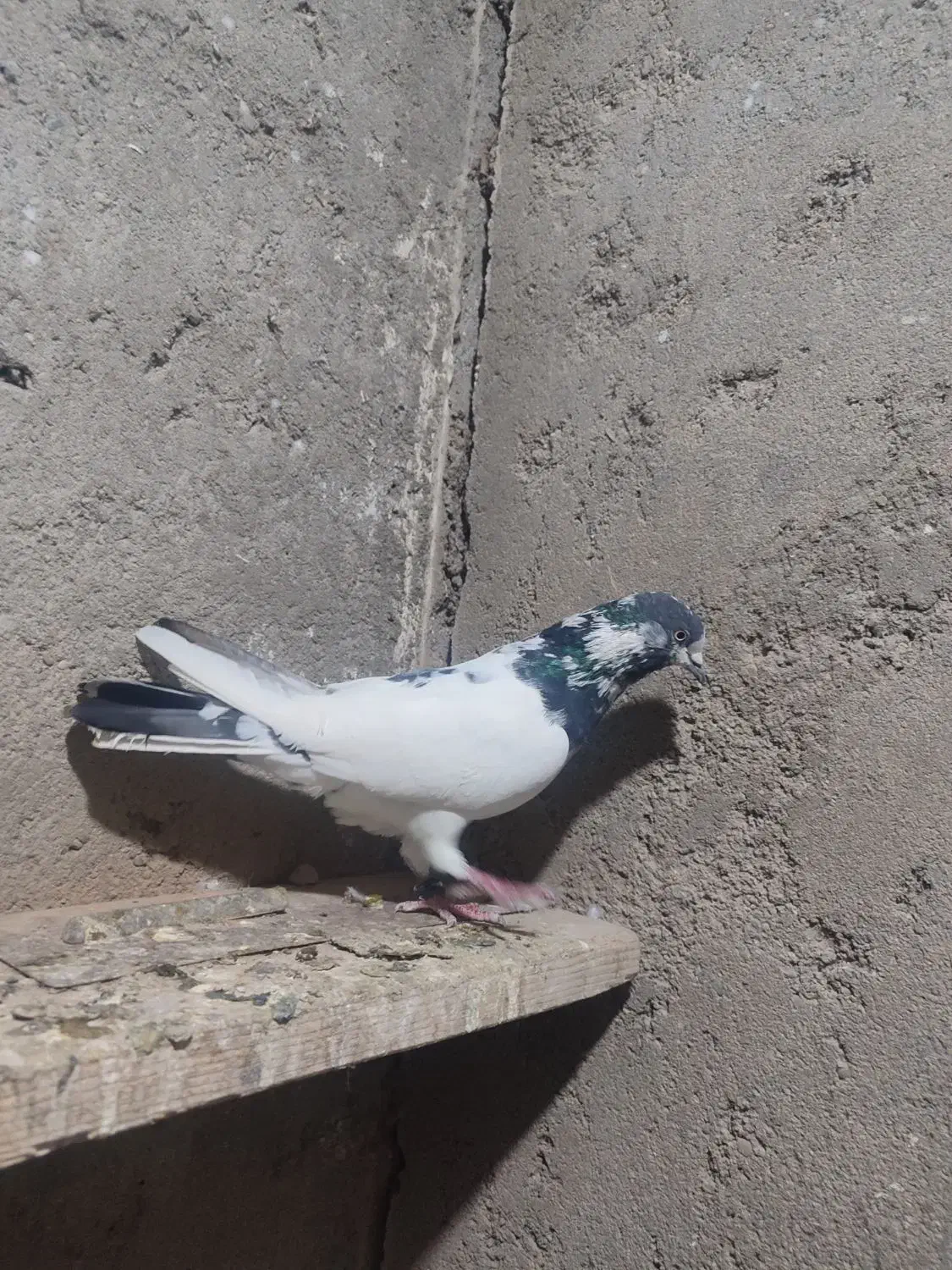 پاکستانی نر|حیوانات|میاندوآب, |دیوار