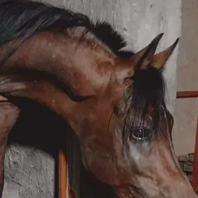 مادیان ترکی درجه ۱|اسب و تجهیزات اسبسواری|سنندج, |دیوار