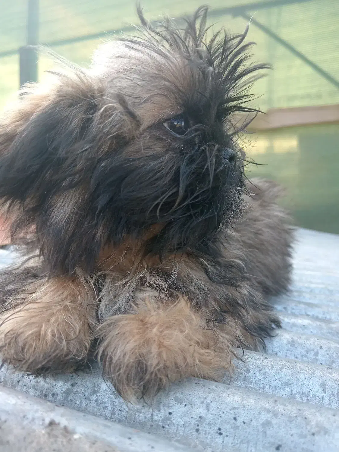 توله شیتزو های 2ماه و نیمه|سگ|بندر انزلی, انصار الحسین|دیوار