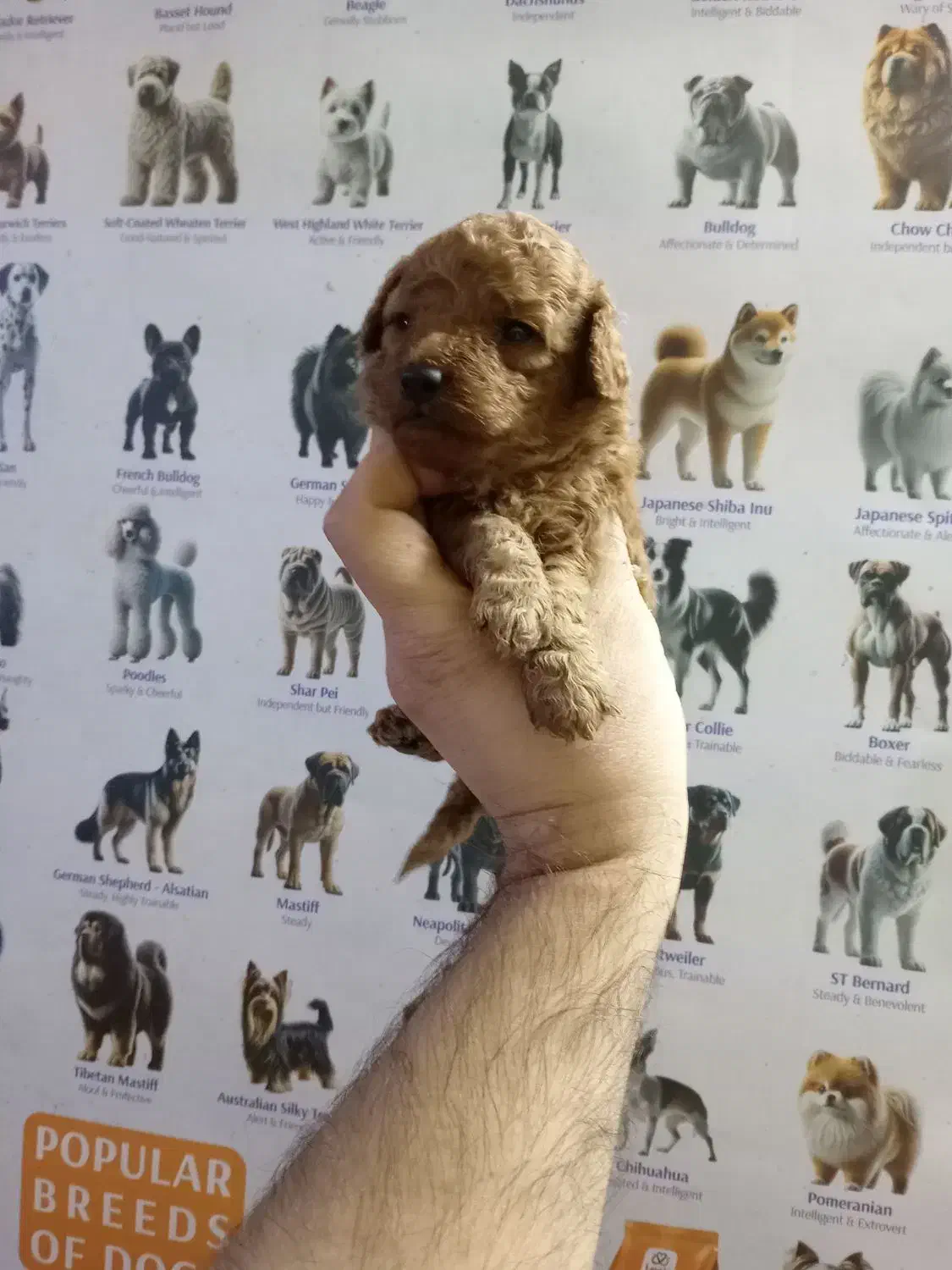 پامر، شی واوا، فرنچ بولداگ و پودل|سگ|اصفهان, همتآباد|دیوار