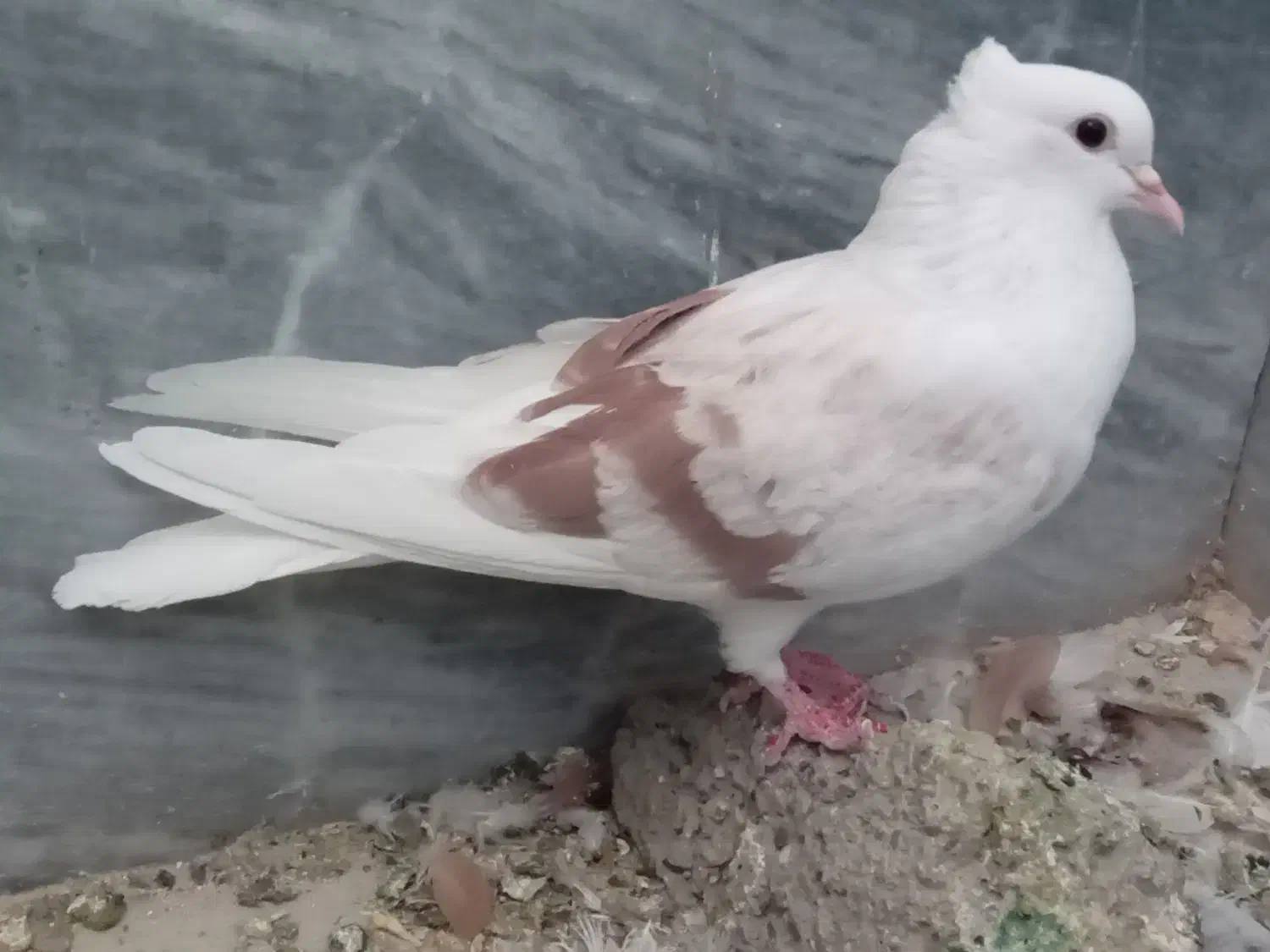 ماده نواتی سرخ ماده شونی ماده یکت|پرنده|سیلاخور, |دیوار