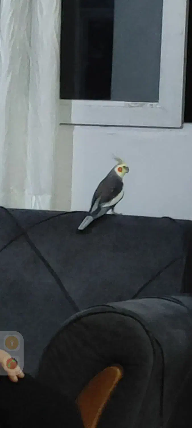 گمشده.|حیوانات|کرمانشاه, |دیوار