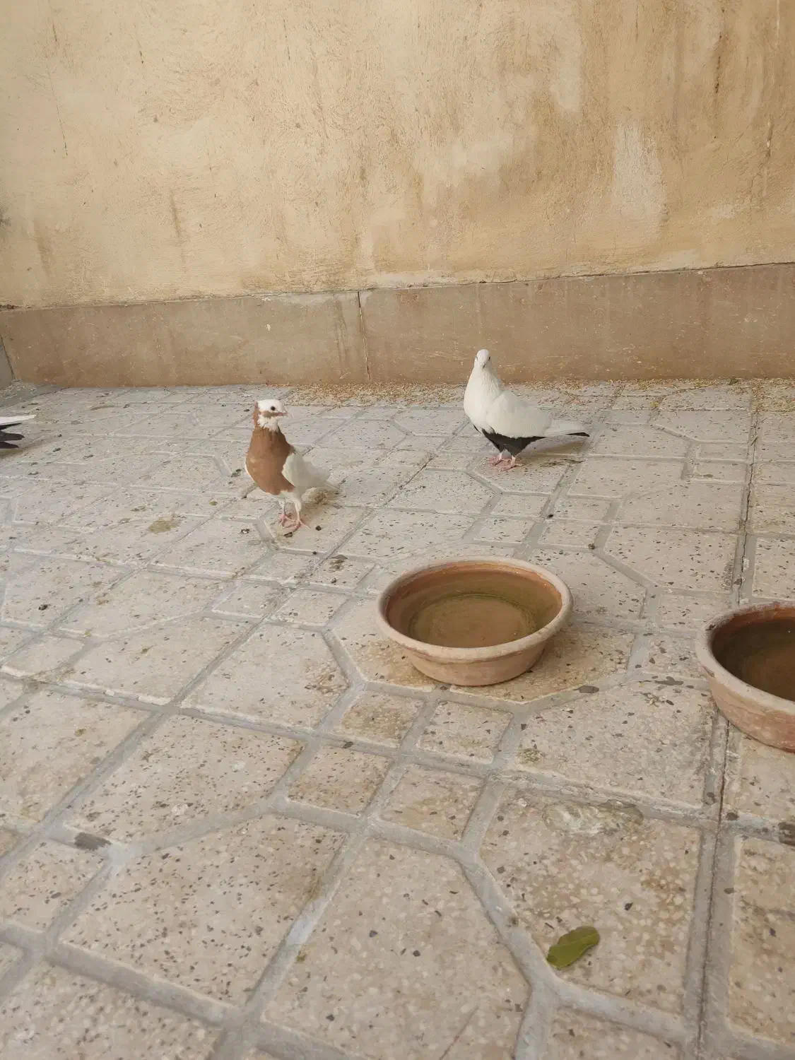 کبوتر یا کفتر دم سیاه|پرنده|شیراز, تندگویان|دیوار