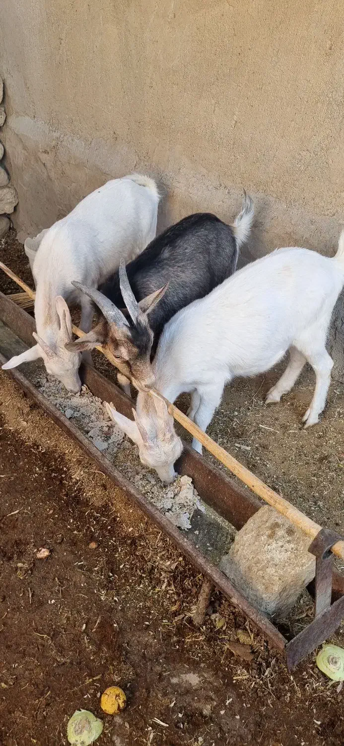 فروش بز سانن جوان|حیوانات مزرعه|فیروزآباد (فارس), |دیوار