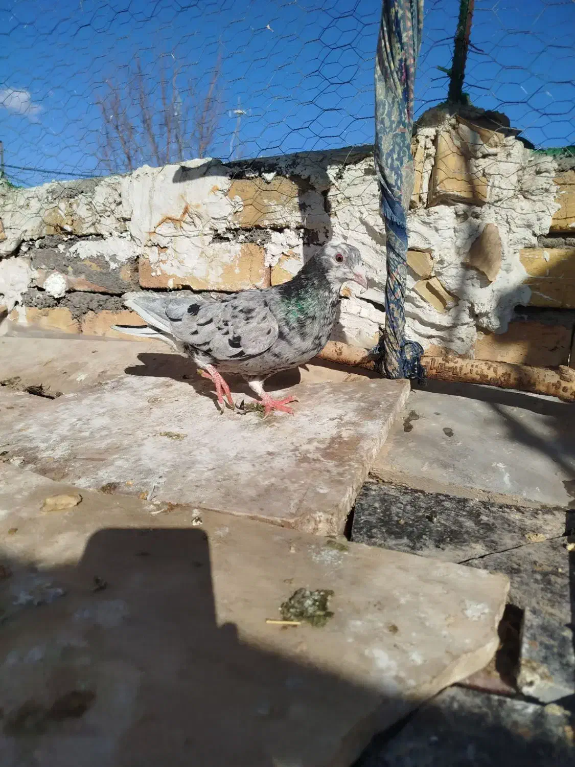 کبوتر هفت رنگ|پرنده|بوئین زهرا, |دیوار