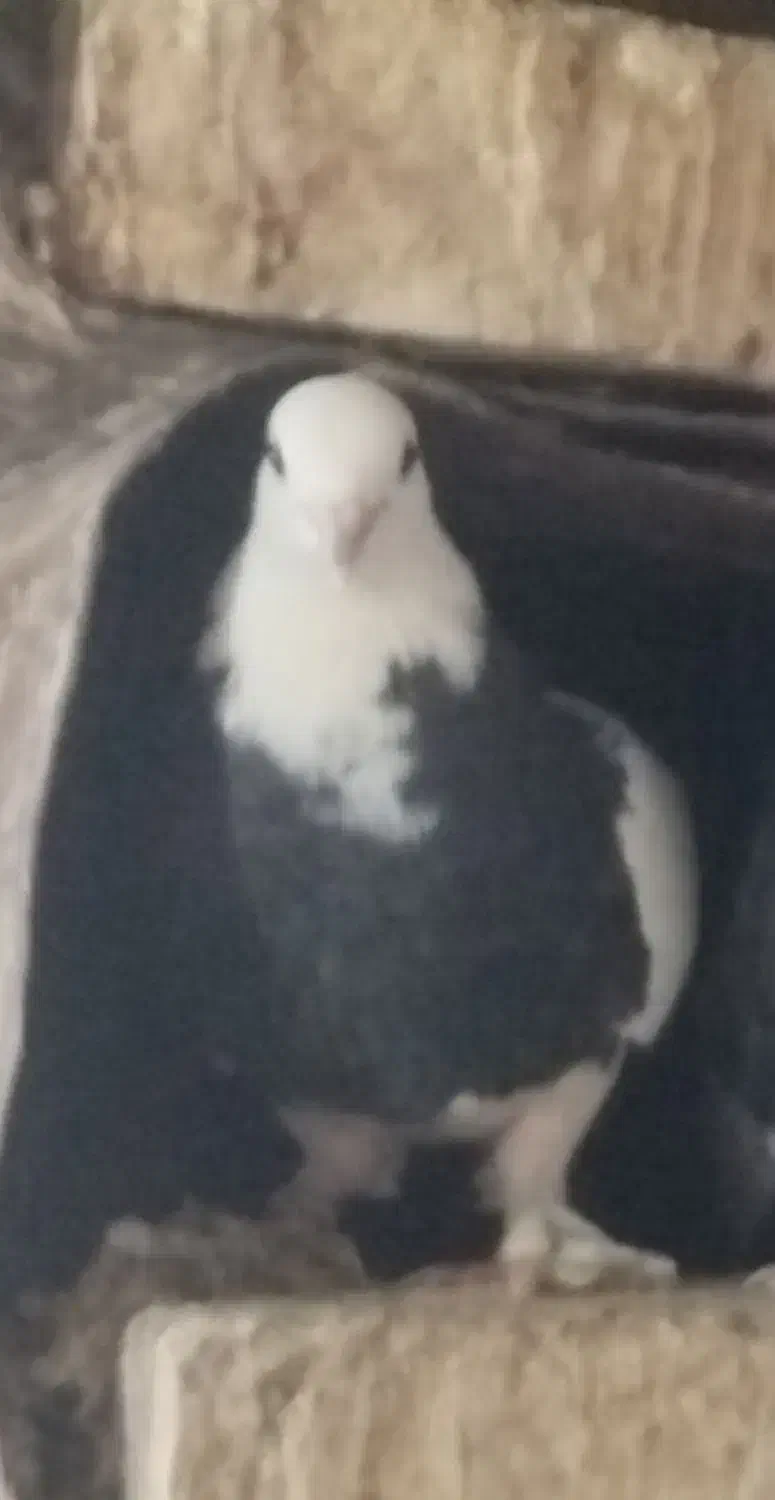 طوقی ماده|پرنده|بافق, |دیوار