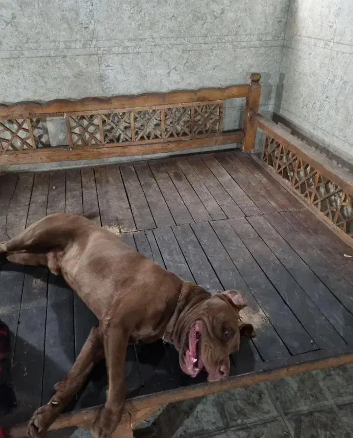 پیتبول|سگ|برازجان, |دیوار