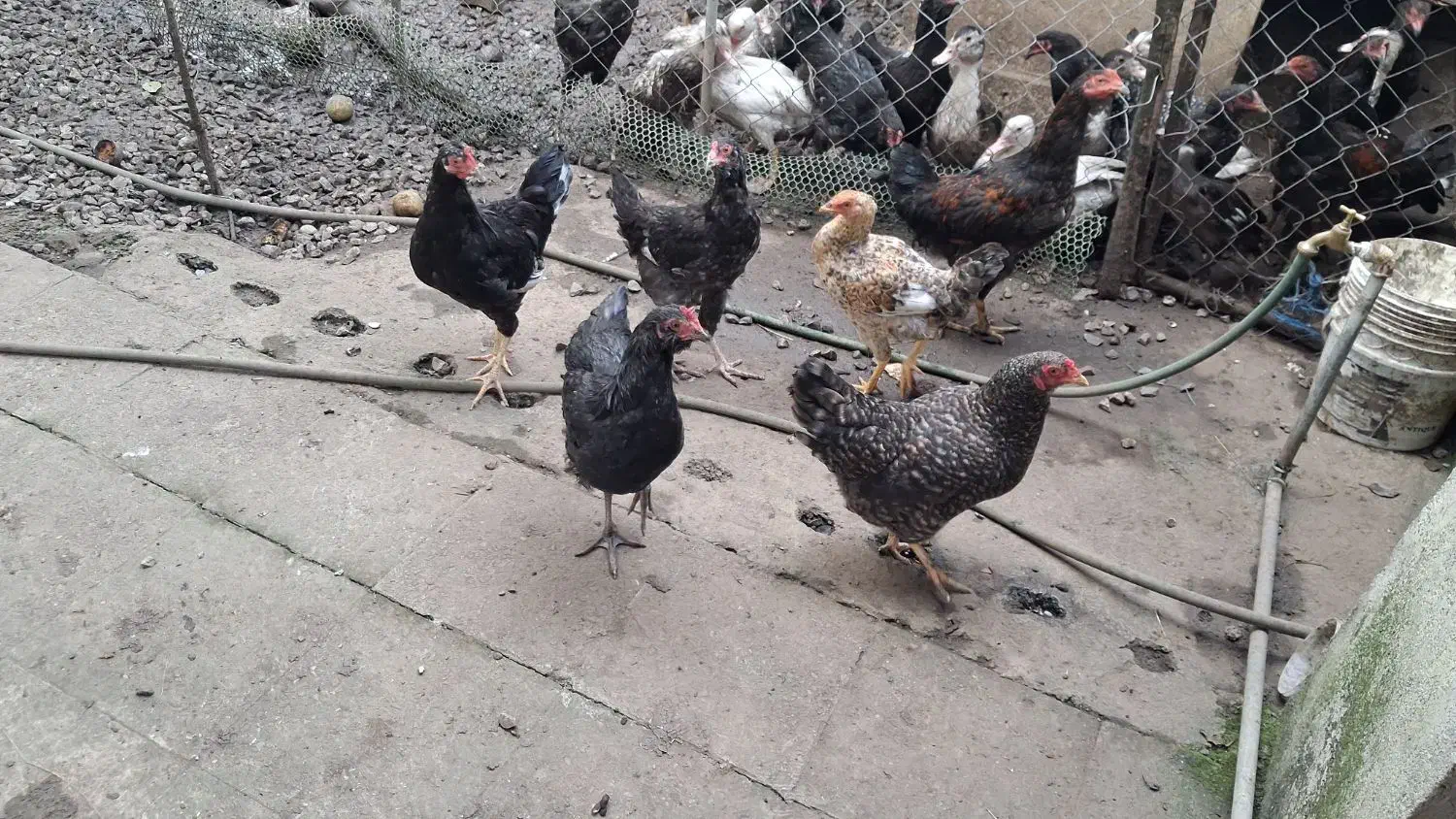 فروش مرغ تخمگذار و نیمچه خروس|حیوانات مزرعه|رضوانشهر, |دیوار