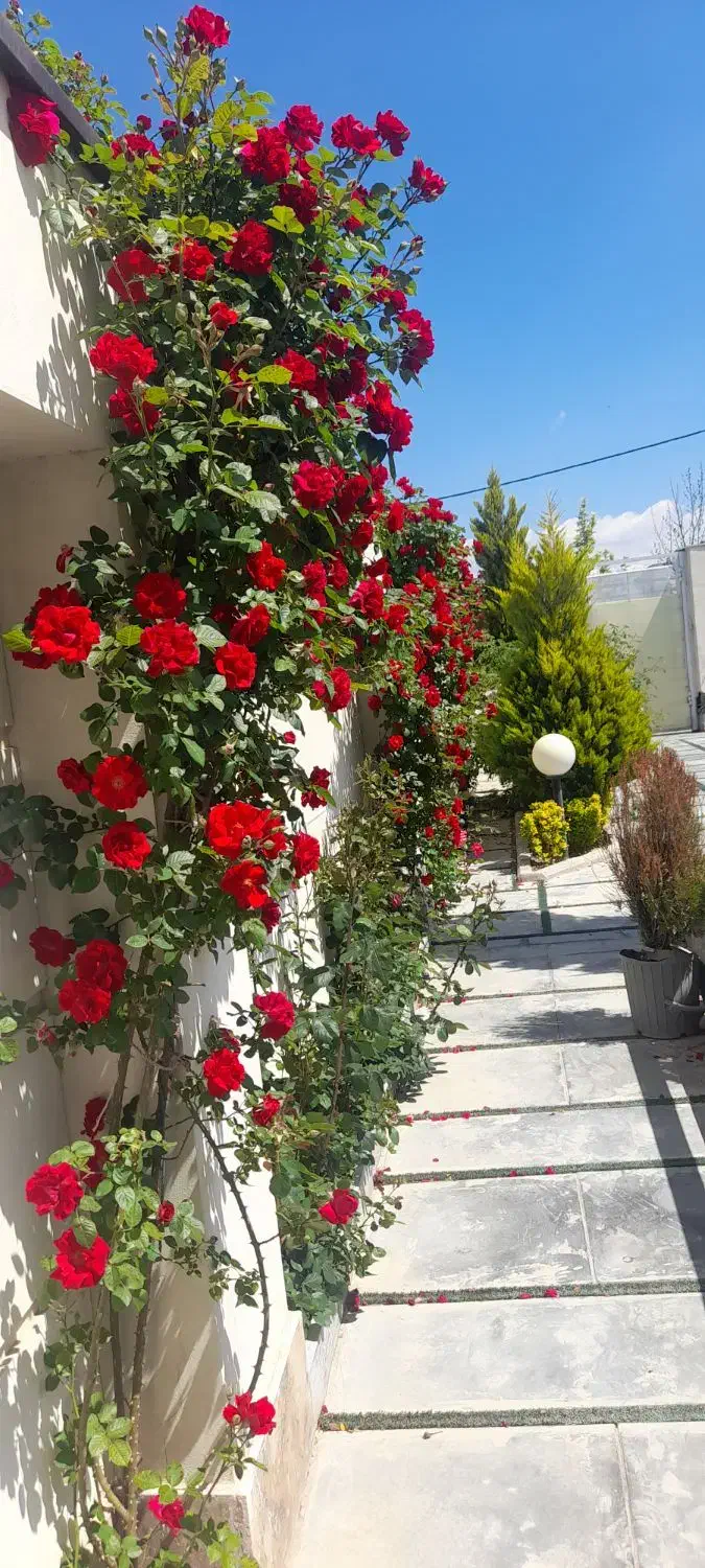 امور باغبانی|خدمات باغبانی و درختکاری|چهارباغ, |دیوار