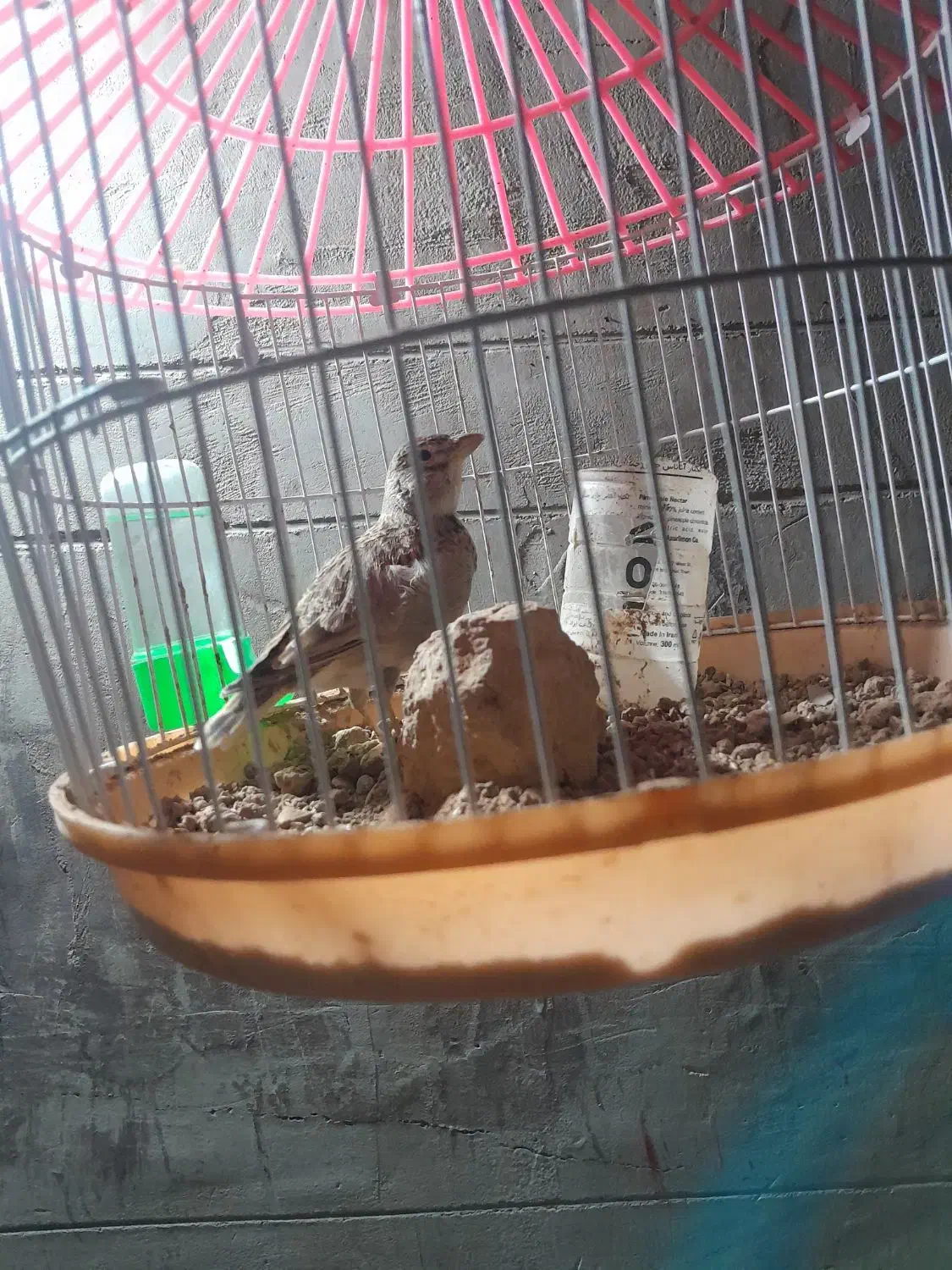 قناری مست بخون|پرنده|تربت جام, یحیی آباد|دیوار