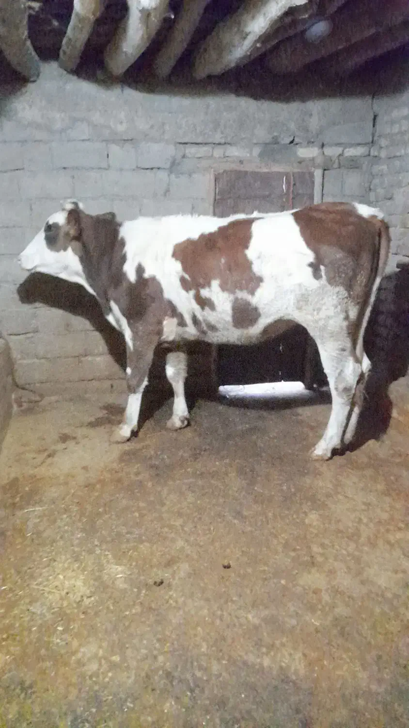 گوساله ،گاو ،تلیسه سیمینتال|حیوانات مزرعه|بیلوار, |دیوار