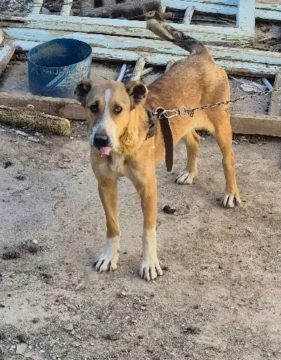 سگ سرابی|سگ|بن, |دیوار