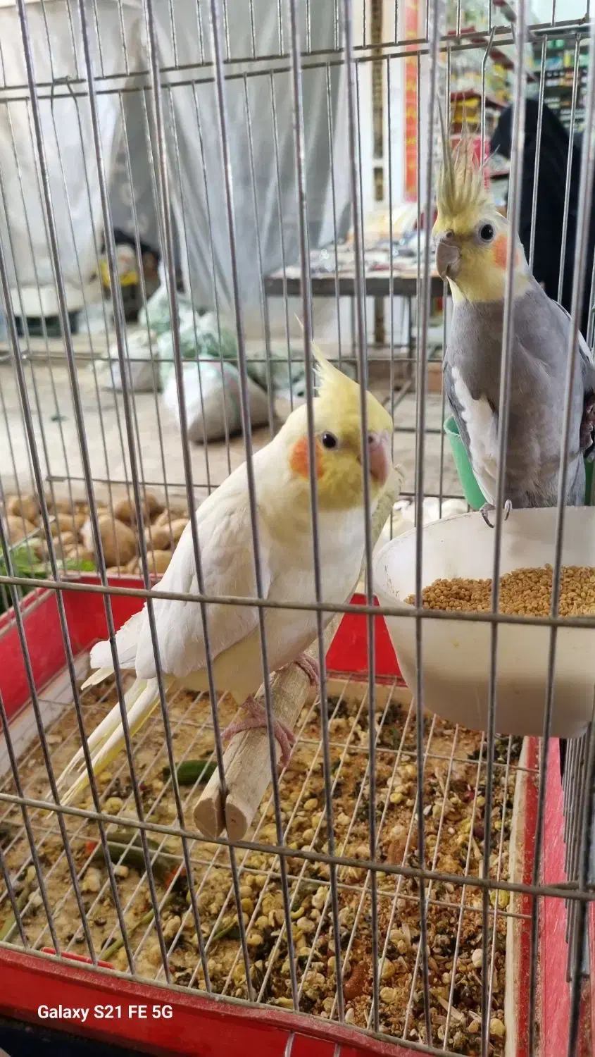 طوطی عروس نر ماده  مولد فروشی ماده لوتینو دستی|پرنده|بهبهان, |دیوار