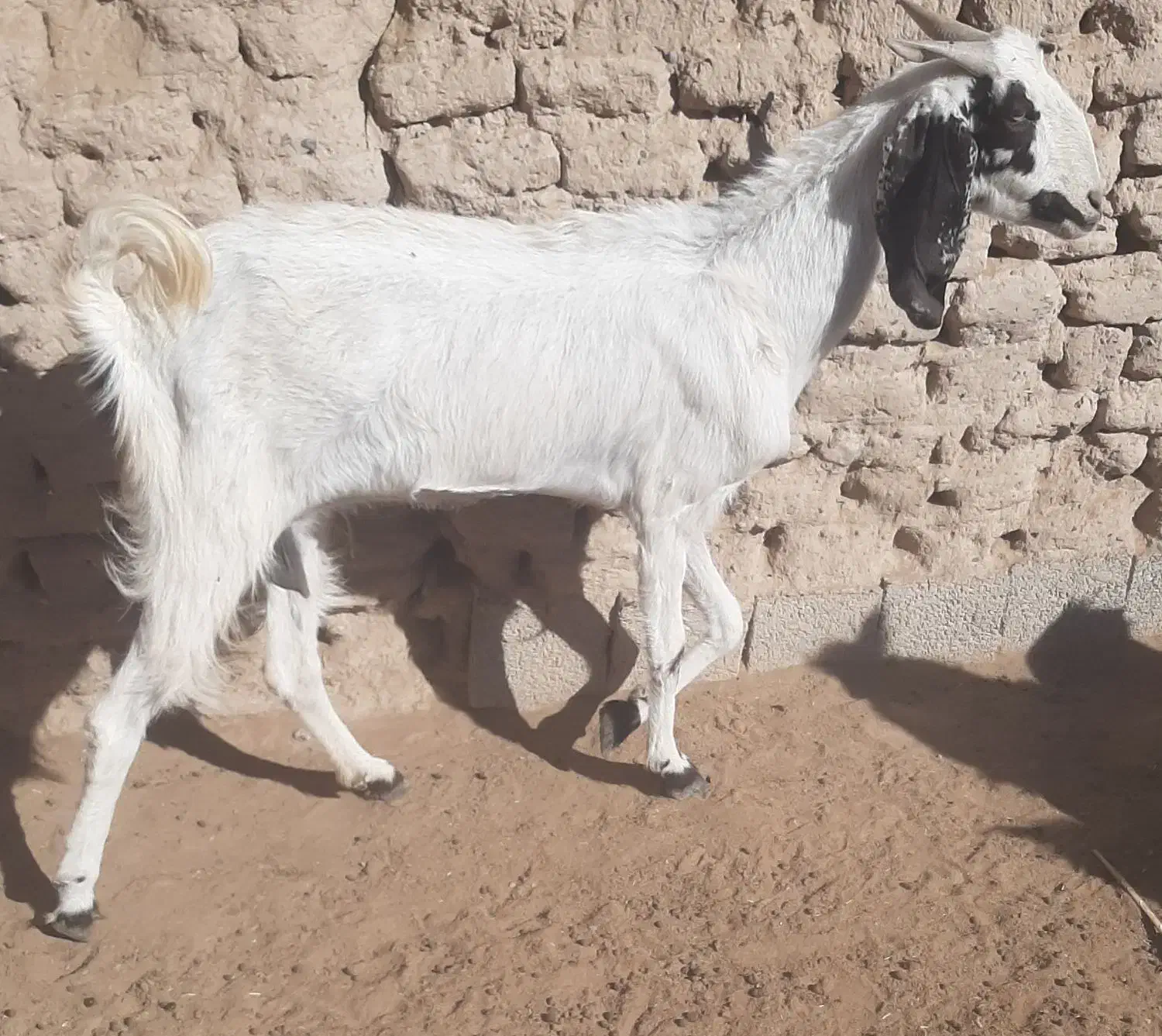 گوسفند|حیوانات مزرعه|سیب و سوران, |دیوار