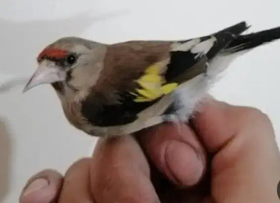 قناری سهره|پرنده|بوشهر, |دیوار