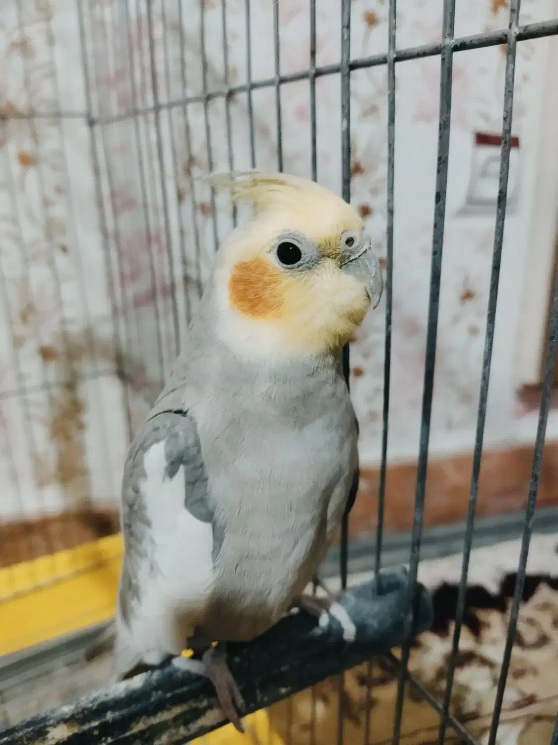 عروس سینامون|پرنده|خرم‌آباد, |دیوار