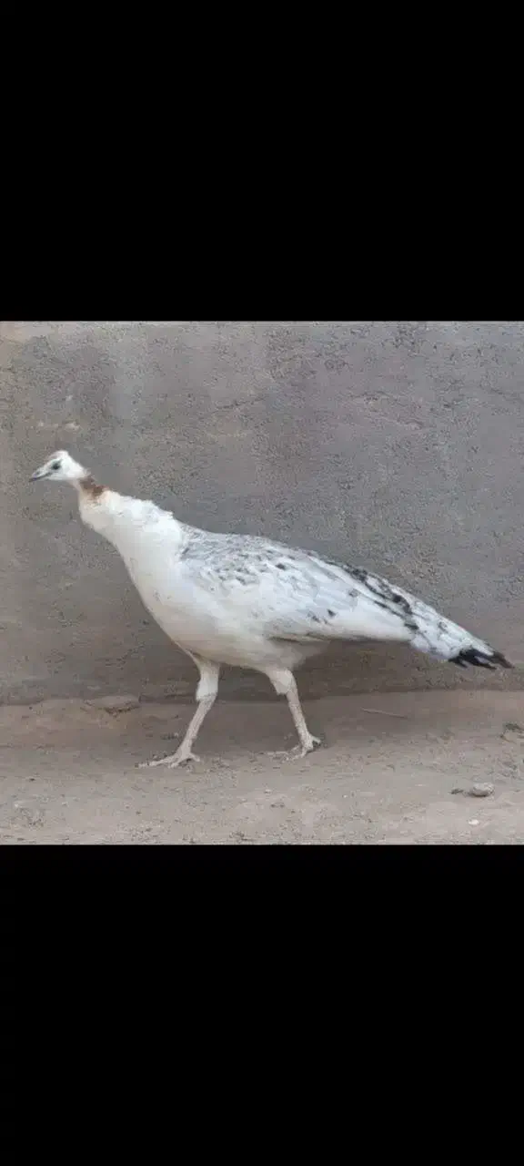 انواع نژاد طاووس|پرنده|تهران, دکتر هوشیار|دیوار