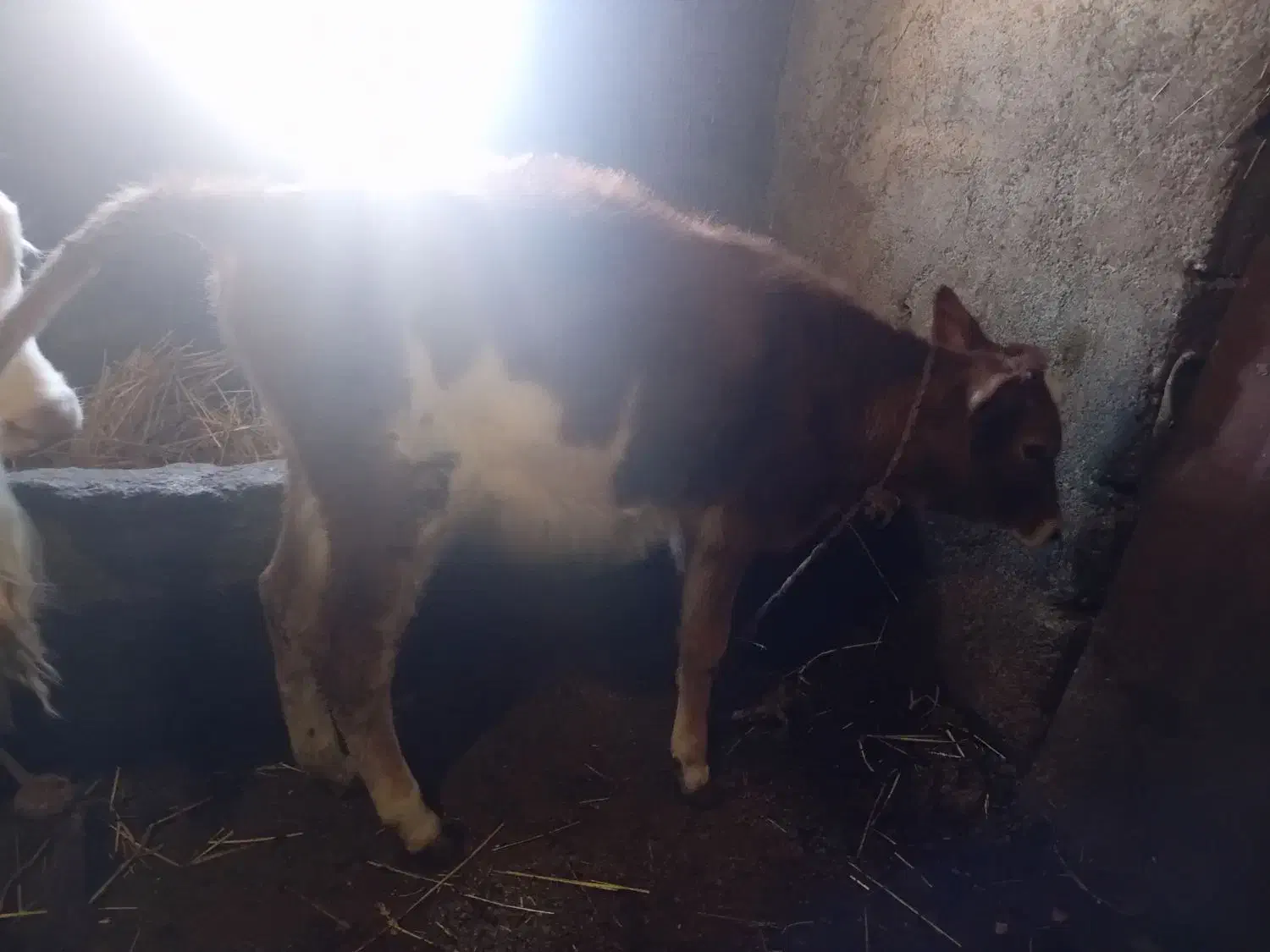 گوساله ماده|حیوانات مزرعه|ویلکیج, |دیوار