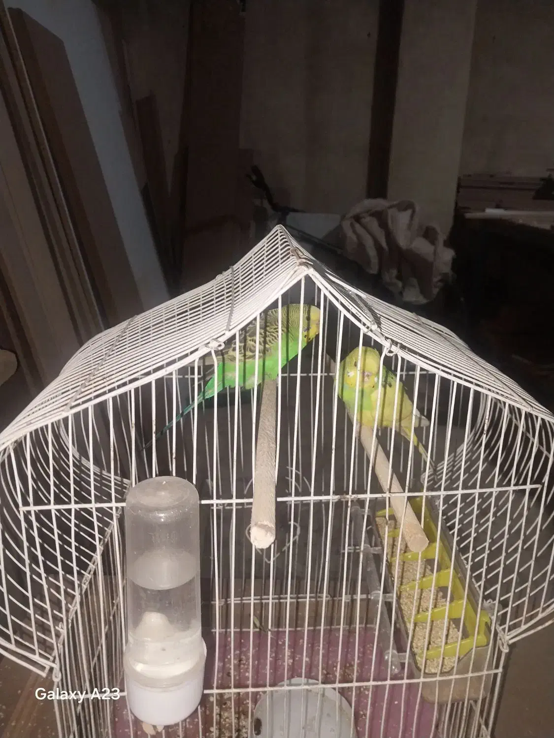 جفت عروس هلندی|پرنده|تهران, شهید رجایی|دیوار