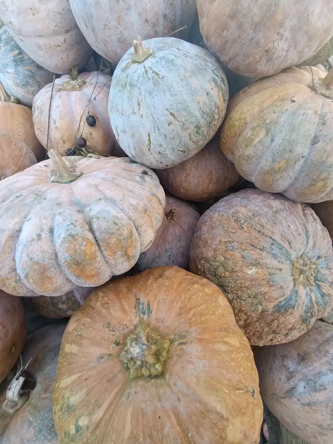 کویی محلی کیلویی 20تومن|خوردنی و آشامیدنی|بندر انزلی, چهارفریضه|دیوار