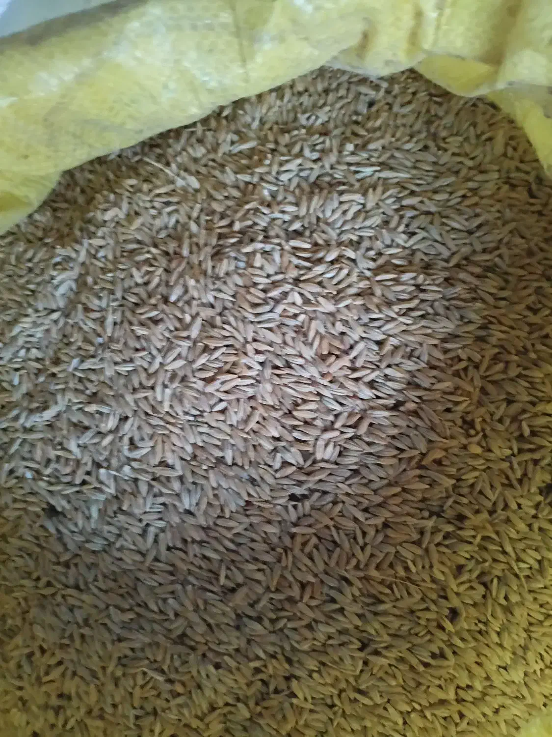 جو دیمه|گل و گیاه طبیعی|تربت جام, شهرک معلم|دیوار