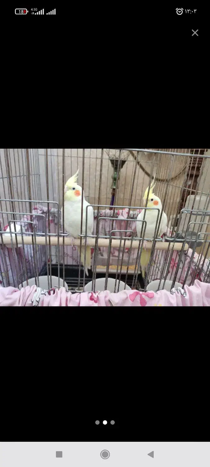 عروس هلندی|پرنده|شیراز, باباکوهی|دیوار