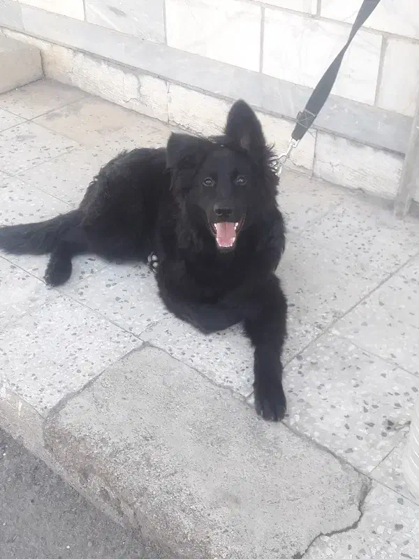 ژرمن بلک|سگ|اهواز, زیتون کارگری|دیوار