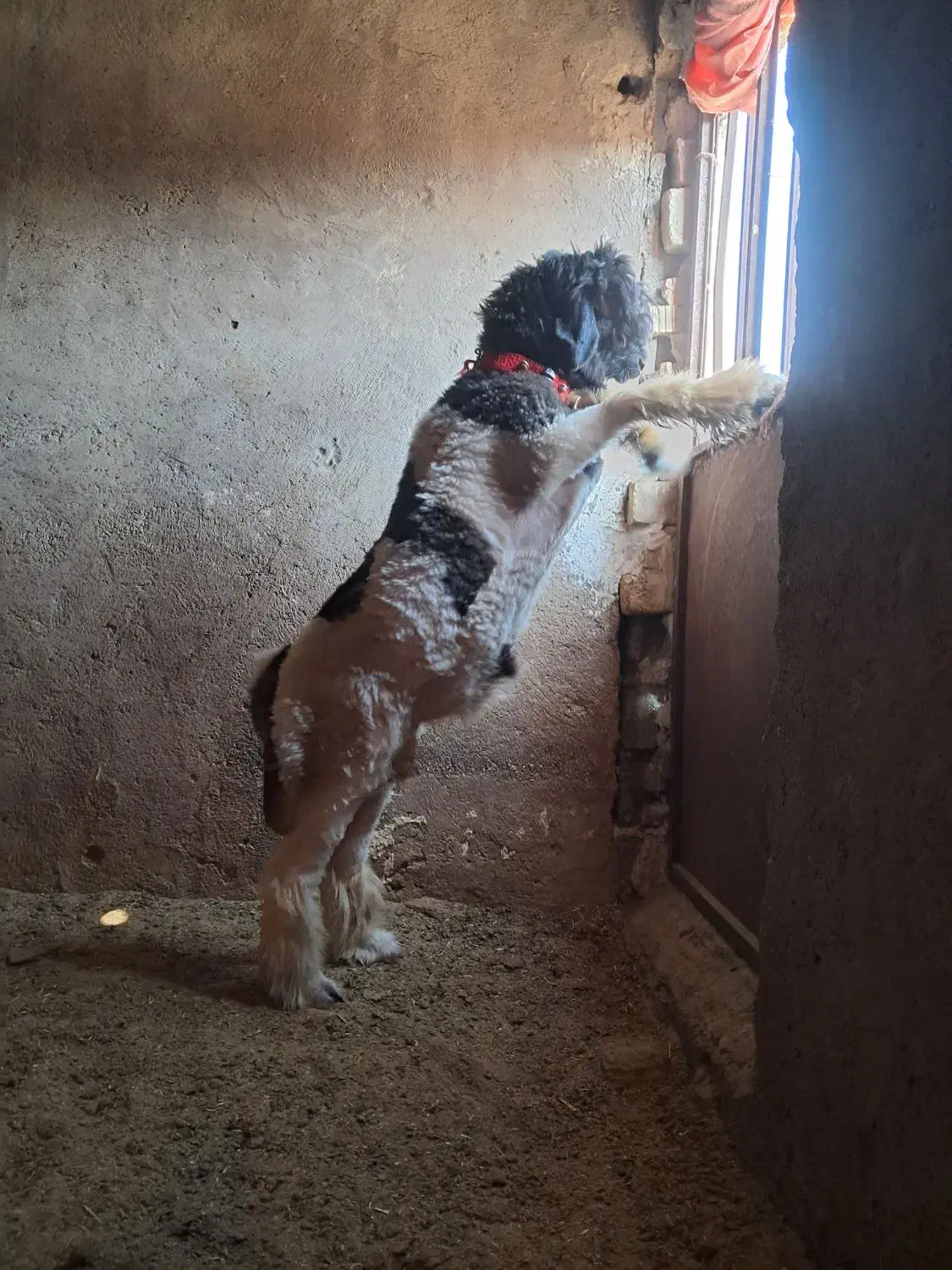 ۱راس بره نر تخمی روزگاری|حیوانات مزرعه|مرودشت, تخت جمشید|دیوار